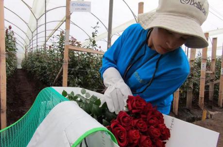 Importancia de las Flores Ecuatorianas en el mundo | Industria Plastica  POLIGRUP Ecuador