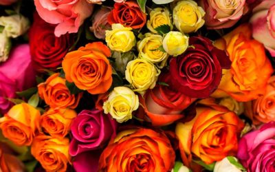 Importancia de las Flores Ecuatorianas en el mundo