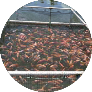 floricultura-poligrup