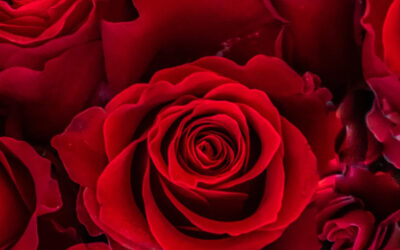 Eficiencia y exportación segura en la floricultura ecuatoriana: el rol de las soluciones plásticas duraderas