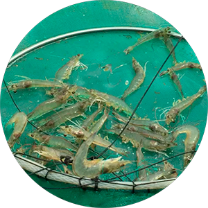 floricultura-poligrup